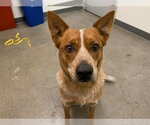 Small Texas Heeler