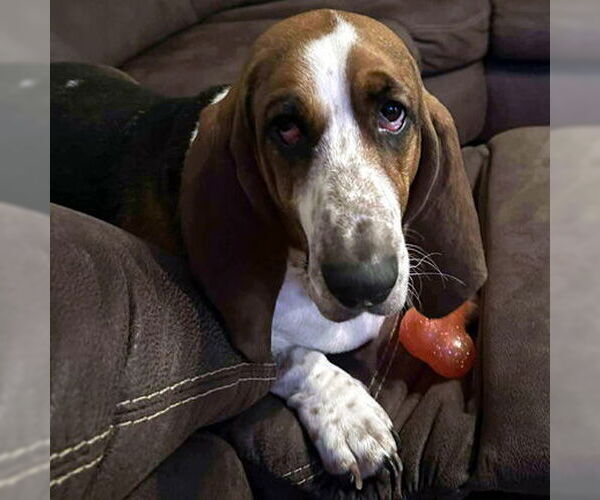 Medium Photo #6 Basset Hound Puppy For Sale in Deepwater, NJ, USA