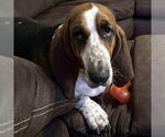 Small #5 Basset Hound