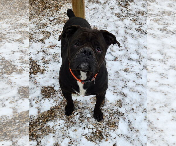 Medium Photo #15 American Bulldog-Unknown Mix Puppy For Sale in Shreveport, LA, USA