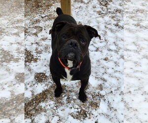Oscar - Male American Bulldog-Unknown Mix Dog for Adoption - Photo #15