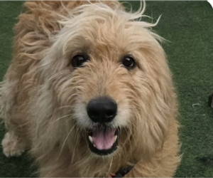 Goldendoodle Dogs for adoption in San Ramon, CA, USA