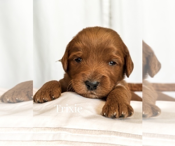 Medium Photo #11 Australian Labradoodle Puppy For Sale in RIVERSIDE, CA, USA
