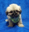 Small Photo #39 Lhasa Apso Puppy For Sale in BUFFALO, MO, USA