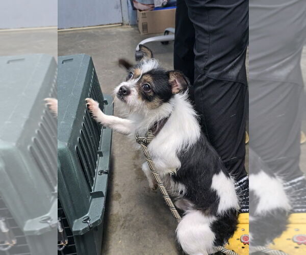 Medium Photo #3 Chihuahua-Unknown Mix Puppy For Sale in Evansville, IN, USA