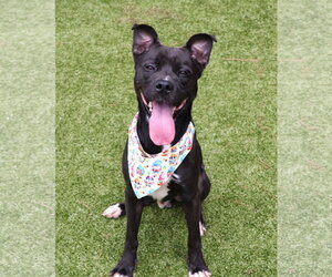 Mutt Dogs for adoption in Rockaway, NJ, USA
