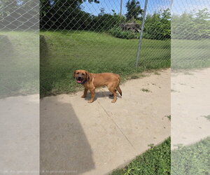 Mutt Dogs for adoption in Maquoketa, IA, USA