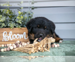 Small Photo #21 Bernedoodle-Labrador Retriever Mix Puppy For Sale in REED CITY, MI, USA