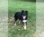 Small Australian Shepherd Mix