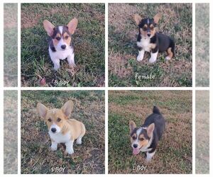 Pembroke Welsh Corgi Puppy for Sale in MARCELINE, Missouri USA