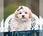 Small #4 Maltipoo (Miniature)