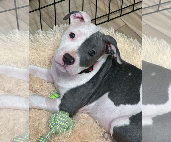 Medium Photo #3 Mutt Puppy For Sale in Spotsylvania, VA, USA