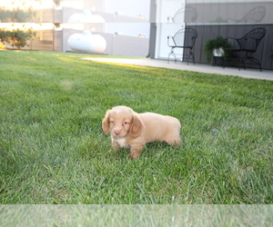 Dachshund Puppy for sale in BLOOMINGTON, IN, USA