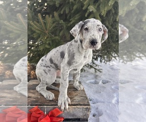 Great Dane Puppy for Sale in MIDDLEBURY, Indiana USA