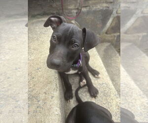 American Pit Bull Terrier Dogs for adoption in Holly Springs, NC, USA