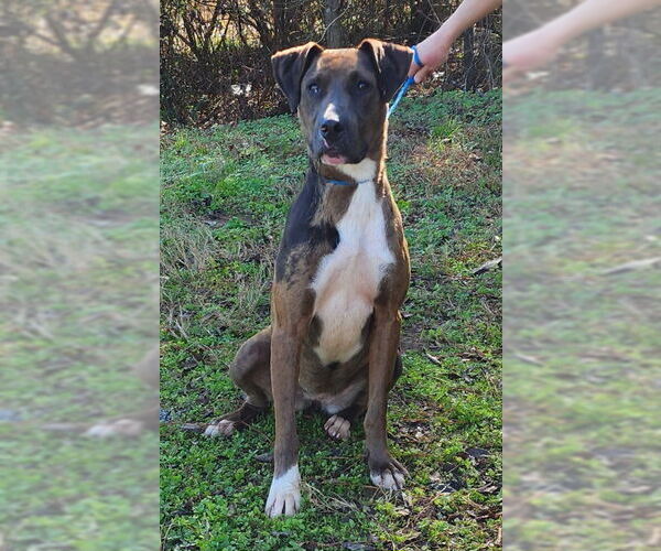 Medium Photo #2 Catahoula Leopard Dog-Unknown Mix Puppy For Sale in Wetumpka, AL, USA