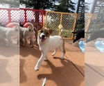 Puppy 6 Australian Cattle Dog-Border Collie Mix