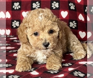 Poodle (Miniature) Puppy for sale in DUNDEE, OH, USA