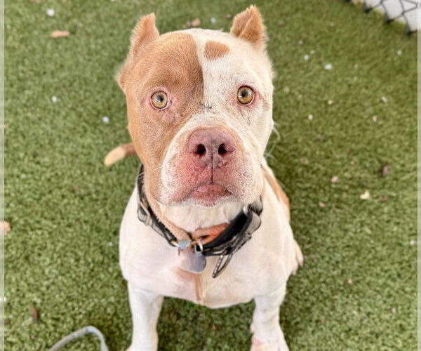 Medium Photo #1 American Bulldog-Unknown Mix Puppy For Sale in Tavares, FL, USA