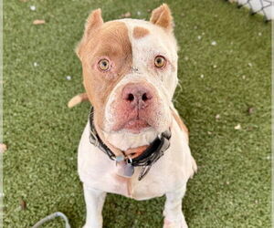 American Bulldog-Unknown Mix Dogs for adoption in Tavares, FL, USA