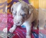 Small Photo #2 Australian Shepherd Puppy For Sale in DOWELLTOWN, TN, USA