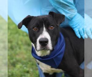 American Staffordshire Terrier-Unknown Mix Dogs for adoption in San Antonio, TX, USA
