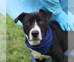 Small American Staffordshire Terrier Mix