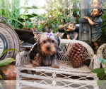 Small #3 Yorkshire Terrier