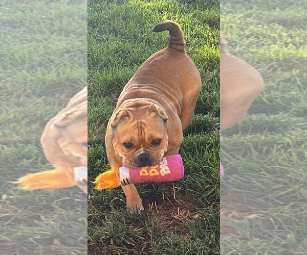 Medium Photo #3 American Staffordshire Terrier-Bulldog Mix Puppy For Sale in La Verne, CA, USA