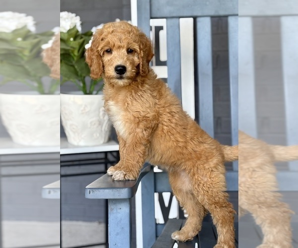 Medium Photo #2 Goldendoodle Puppy For Sale in FRANKLIN, IN, USA