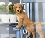 Small #1 Goldendoodle