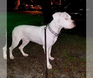 Mother of the Dogo Argentino puppies born on 02/09/2019