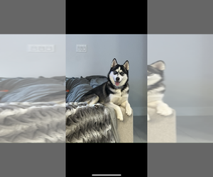 Mother of the Alaskan Malamute-Pomsky Mix puppies born on 08/03/2025