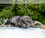 Small #3 Miniature Bernedoodle