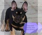 Small Photo #8 French Bulldog Puppy For Sale in Pilis, Pest, Hungary