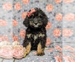 Small Photo #3 Bernedoodle Puppy For Sale in GLEN ROCK, PA, USA
