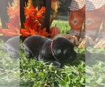 Small #5 Labrador Retriever