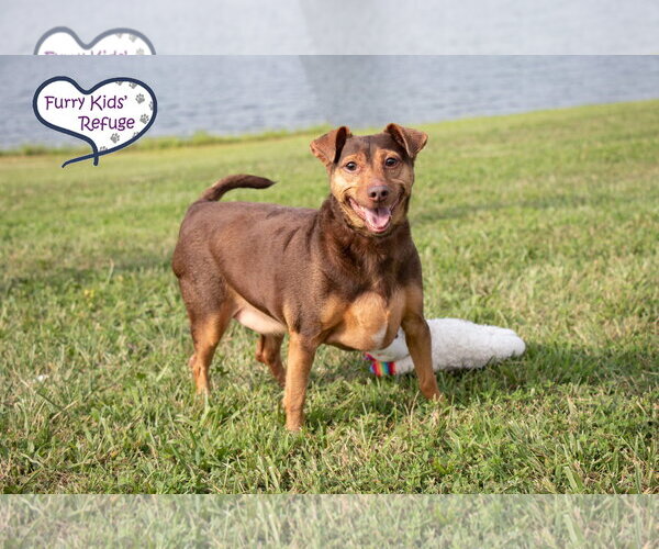 Medium Photo #2 Chiweenie Puppy For Sale in Lee's Summit, MO, USA