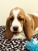 Small Photo #5 Basset Hound Puppy For Sale in DARLINGTON, MD, USA