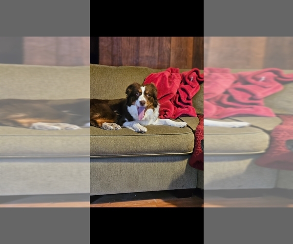 Medium Photo #1 Miniature American Shepherd Puppy For Sale in JEWETT CITY, CT, USA