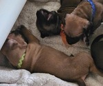 Small #15 Rhodesian Ridgeback