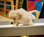 Small Photo #10 Golden Shepherd Puppy For Sale in MARLBOROUGH, NH, USA