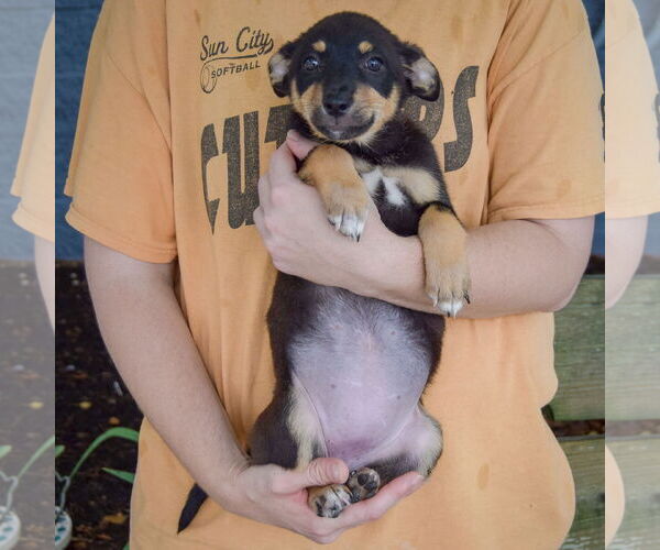 Medium Photo #3 Australian Shepherd-Unknown Mix Puppy For Sale in Huntley, IL, USA