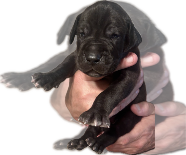 Medium Photo #2 Great Dane Puppy For Sale in WILLIS, TX, USA