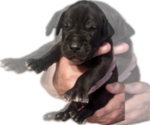 Small Photo #36 Great Dane Puppy For Sale in WILLIS, TX, USA
