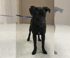 Labrador Retriever-Unknown Mix Dogs for adoption in Conroe, TX, USA