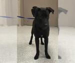 Small Labrador Retriever Mix