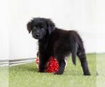Small #3 Mutt