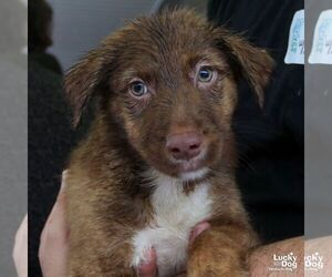 Australian Shepherd-Unknown Mix Dogs for adoption in Washington, DC, USA