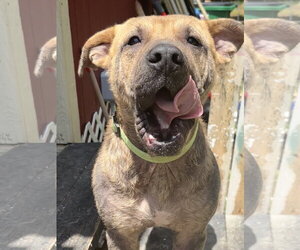 Labrador Retriever-Unknown Mix Dogs for adoption in The Woodlands, TX, USA